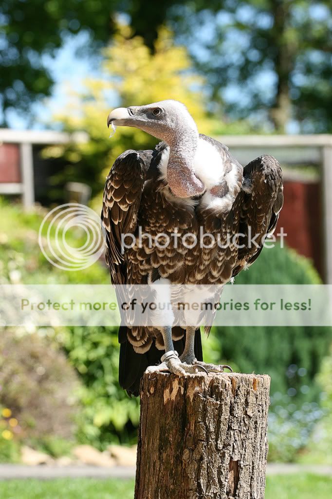 Cotswold Falconry Centre FighterControl